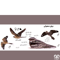 گونه شبگرد معمولی European Nightjar